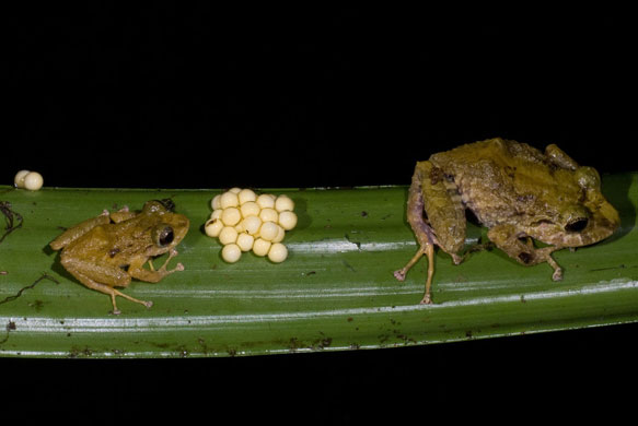 New Species Ecuador: Rain frogs in Ecuador
