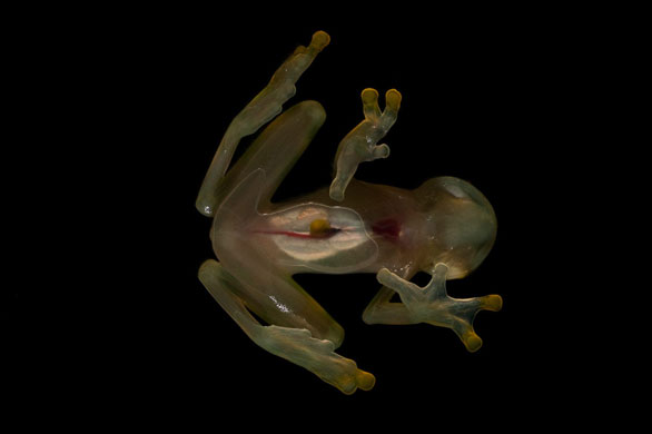 glass frogs. A glass frog from western