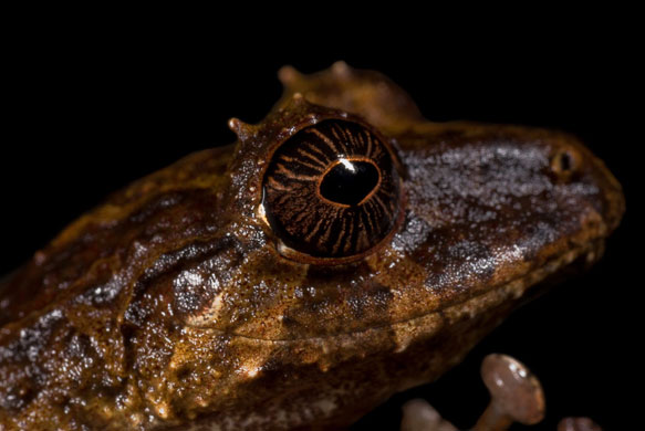 New Species Ecuador: An unidentified rain frog of the genus Pristimantis new species Ecudaor
