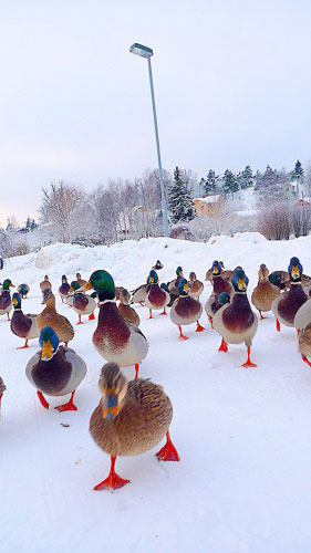 Timboss81's portfolio: A review of Timboss81's portfolio