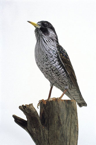 Exhibitions gallery1601: Marcus Coates