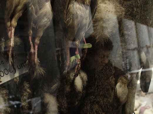 Puppkin's markets: Puppkin participates in the street markets monthly assignment