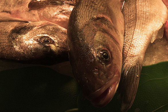 Puppkin's markets: Puppkin participates in the street markets monthly assignment