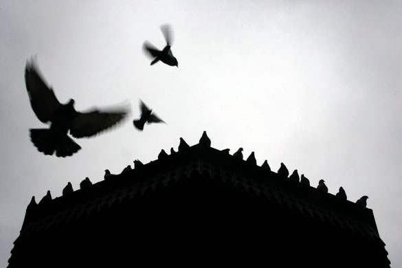 24 hours in pictures: Belgrade, Serbia, : Pigeons descend from a rooftop