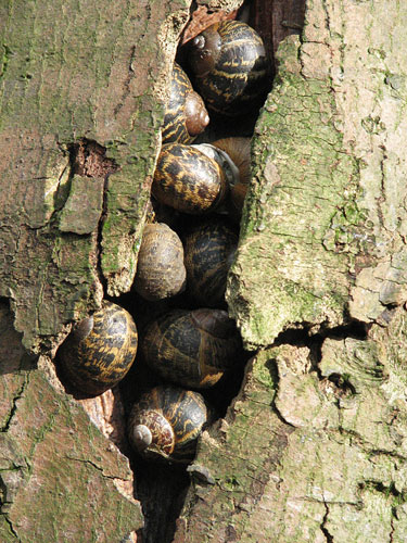 In Pictures: Hibernation: snails