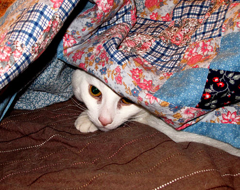 In Pictures: Hibernation: Cat