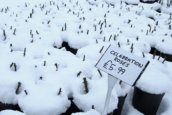 In Pictures: Hibernation: Celebration roses