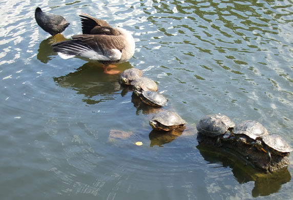 In Pictures: Hibernation: Turtles