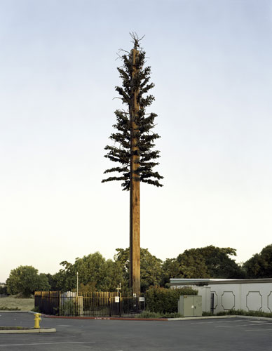 Mobile phone mast trees: Sacramento, California, USA