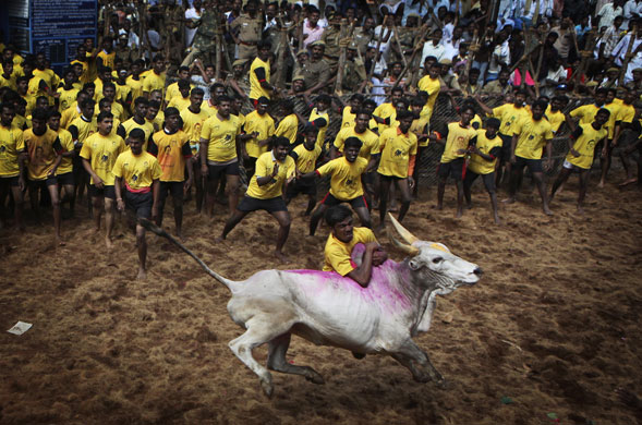 24 Hours in Pictures: A villager tries to control a bull during a bull-taming festival