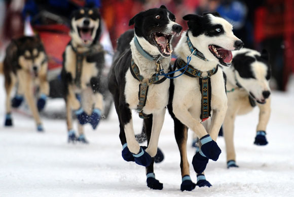 24 hours: Lanslebourg, France: Sled dogs are held ahead of the Grand Odyssee race