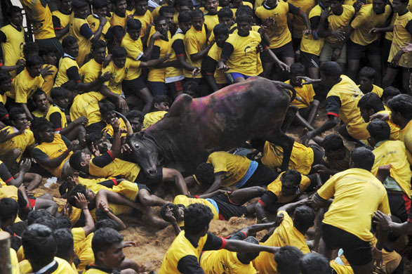 24 hours: Madurai, India: Villagers are pinned down by a bull during a festival