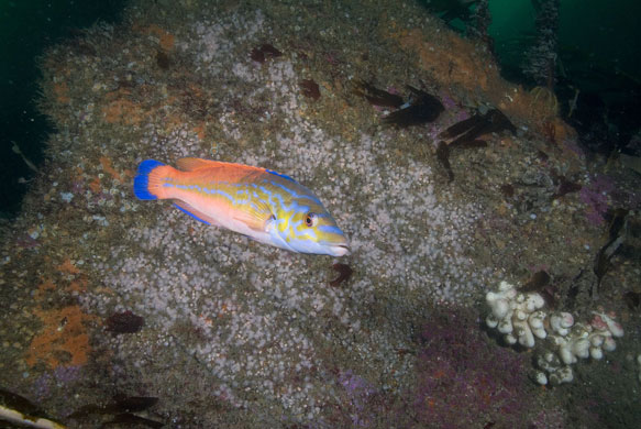 Living Seas : Living Seas 