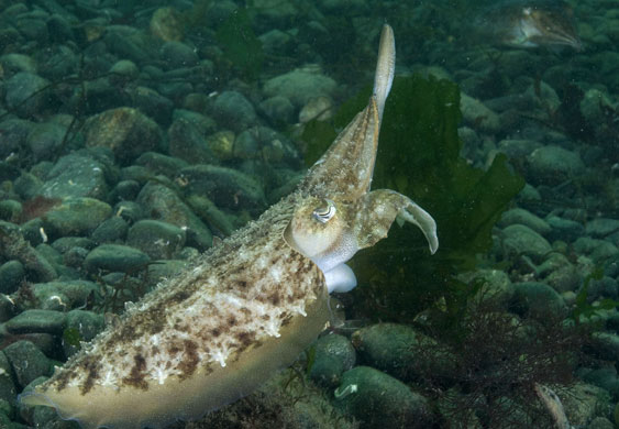 Living Seas : Living Seas 