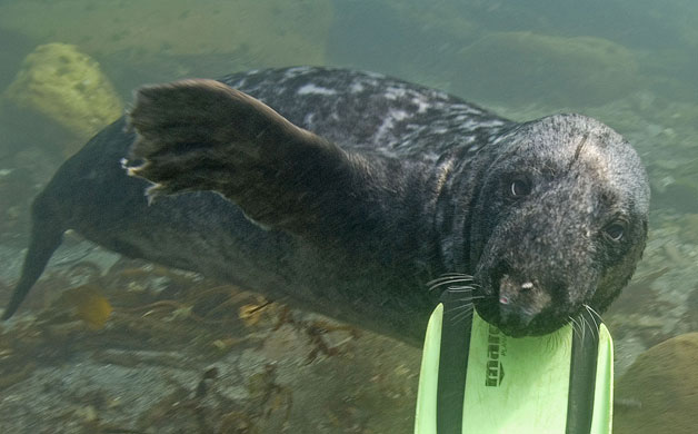 Living Seas : Living Seas 