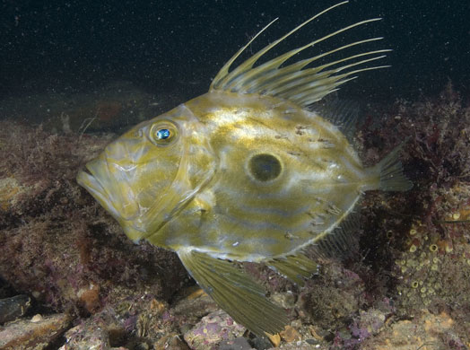 Living Seas : Living Seas 