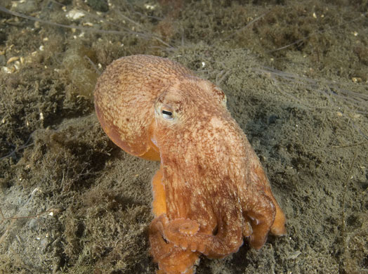 Living Seas : Living Seas 