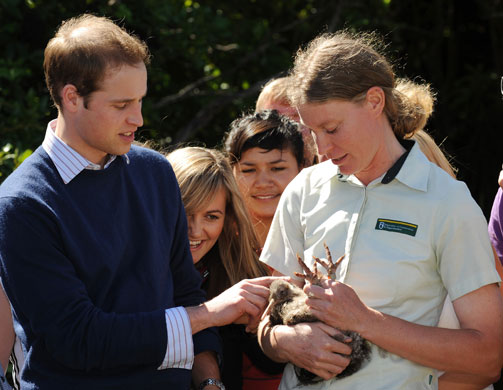 Prince William down under: Prince William strokes a Kiwi bird at Kapiti Island Nature Reserve