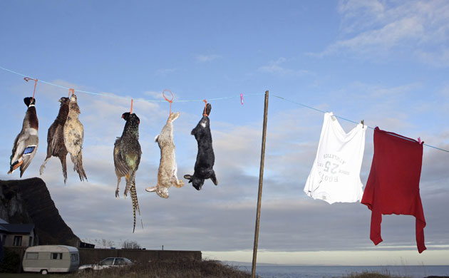 24 hours : A duck, pheasants and rabbits hang from a clothes line in Northern Ireland