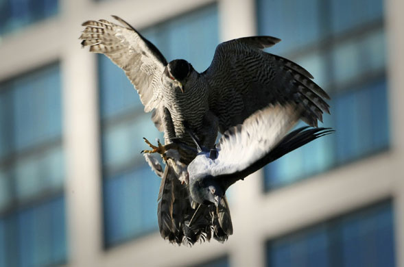 24 Hours: A goshawk catches a pigeon during a falconry demonstration in Tokyo