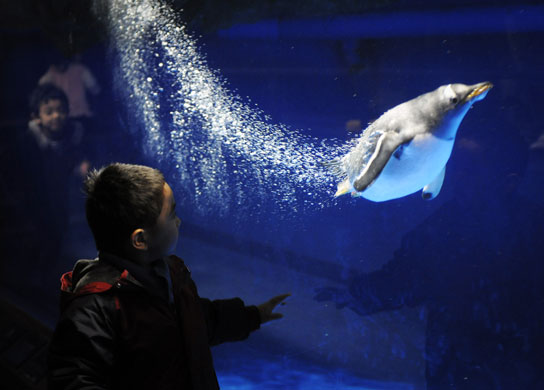 24 Hours: A boy watches a penguin diving into the water at the Shinagawa Aqua Stadium