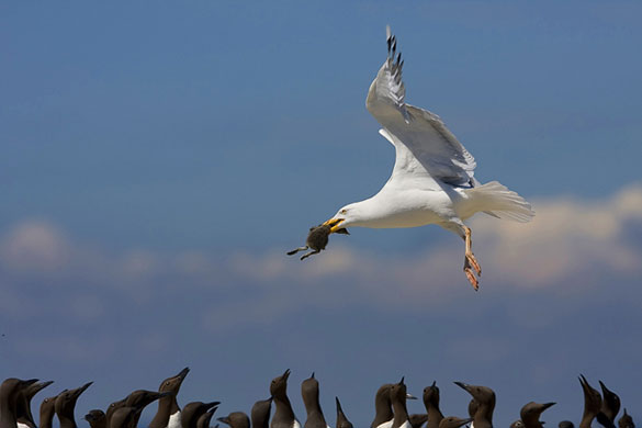 BWPA: Herring Gull with Guillemot Chick by Ron McCombe