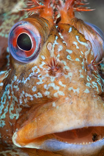 BWPA: A close-up portrait of a tompot blenny (Parablennius gattorugine)