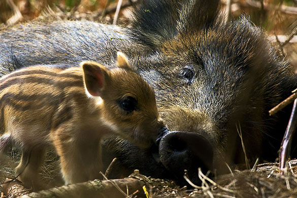 BWPA: Wild Boar (Sus scrofa) with Piglets