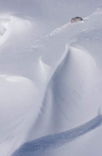 BWPA: Mountain Hare by Marcin Zagorski