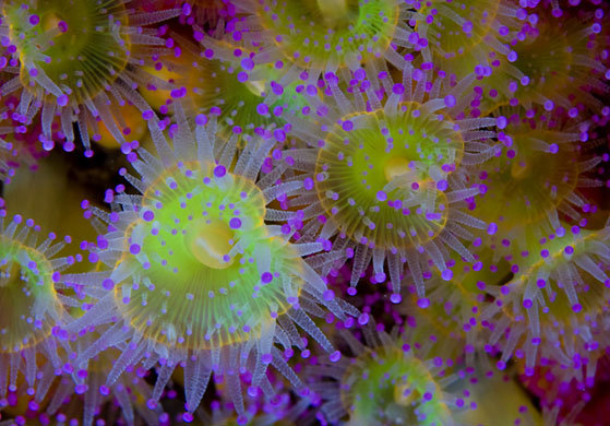 BWPA: Jewel Anemones by Jane Morgan