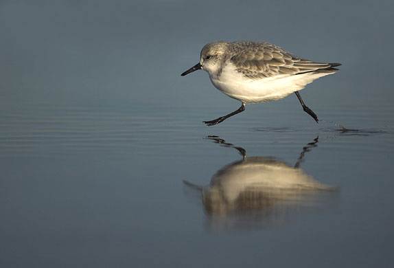 BWPA: Sanderling running by Danny Green