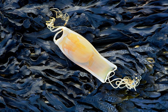 BWPA: Dogfish egg case by Sarah Sands