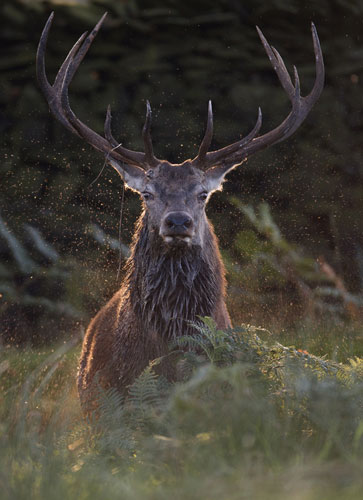BWPA: Red deer, Cervus elaphus by Tim Gregory