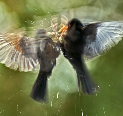 BWPA: Blackbirds Fighting by David Slater 