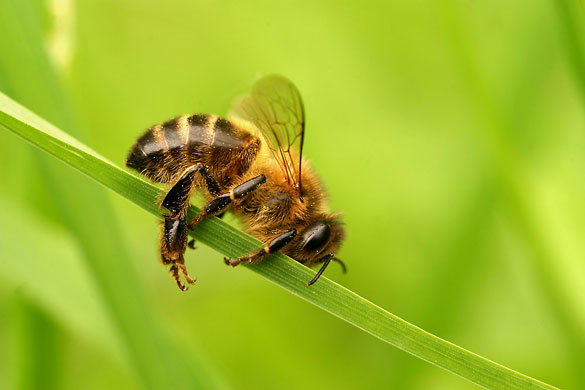 BWPA: Collapsed honey bee by David Slater 