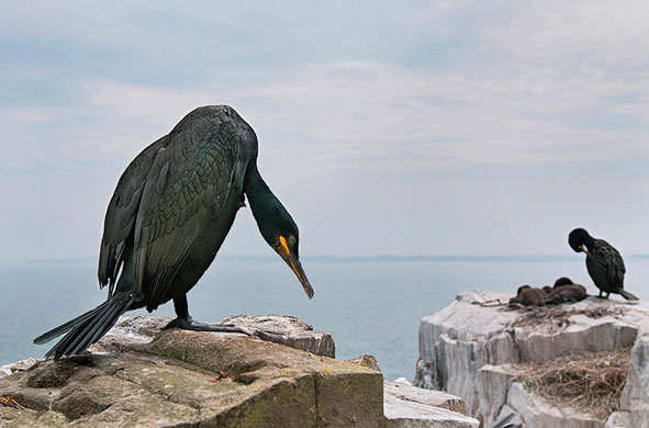 BWPA: Shags by Craig Jones