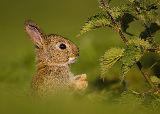 BWPA: Rabbit kitten with nettles by Andrew Parkinson