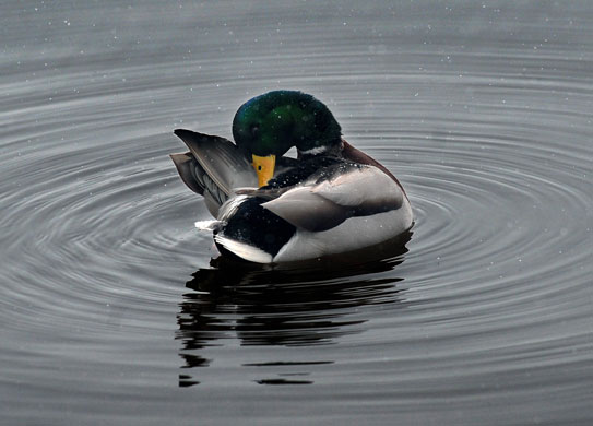Week in wildlife: Bucharest, Romania: A duck cleans its feathers on a pond