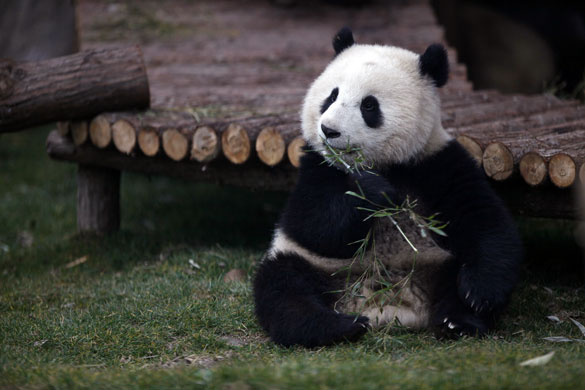 Week in wildlife: Shanghai, China: A panda chews on a bamboo shoot