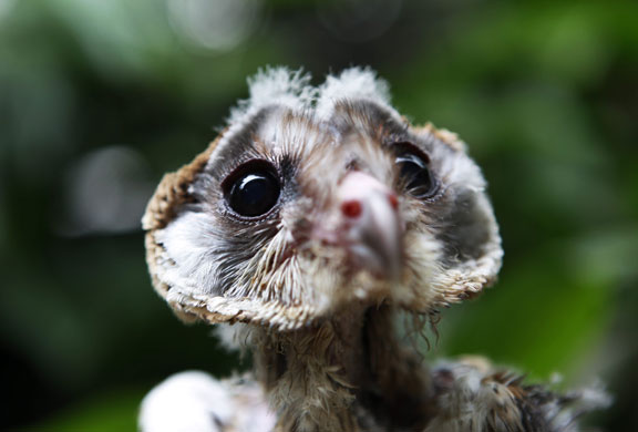 Week in wildlife: SIngapore: A 32-day-old barn owl