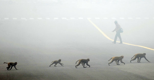 Week in wildlife: New Delhi, India: A troop of monkeys cross a road on a foggy morning