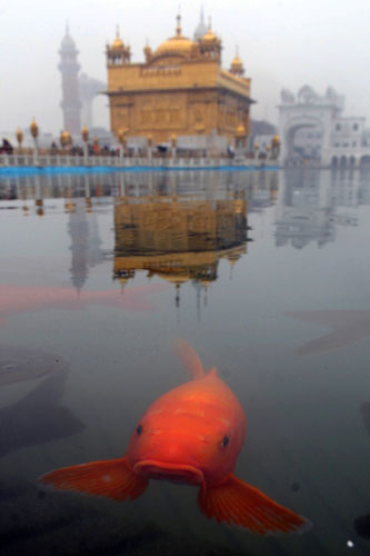 Week in wildlife: Amritsar, India; Fish swim in the water tank of The Golden Temple