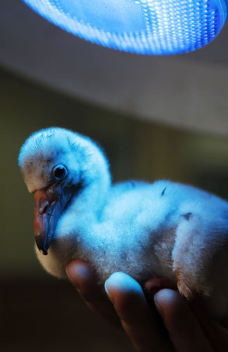 24 hours in pictures: Young hatchlings in Jurong Bird Park