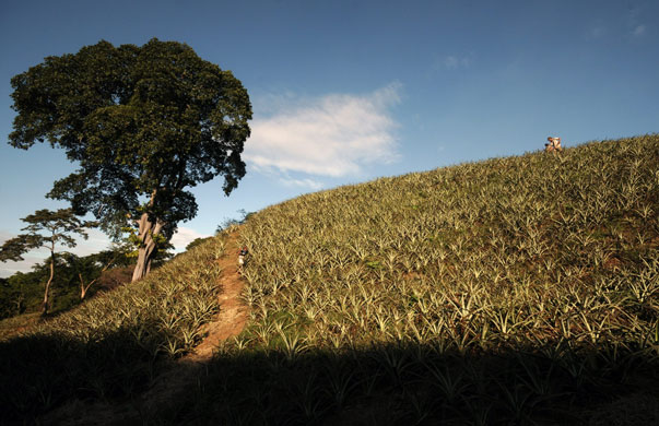 24 hours in pictures: Pineapple In Nicaragua
