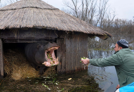 24 hours in pictures: Plavnica, Montenegro: A man feeds a hippopotamus  in a private zoo