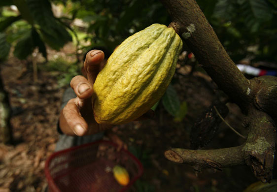 Week in Business: A farmer picks cocoa pods during a harvest