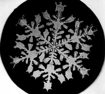 Snowflakes: Photograph by Wilson A Bentley