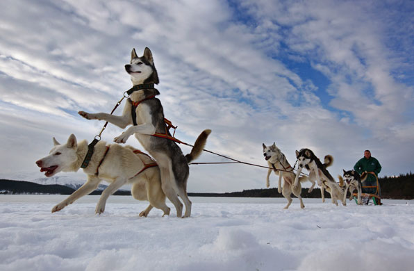 Eyewitness: 27th annual Aviemore Husky Sled Dog Rally
