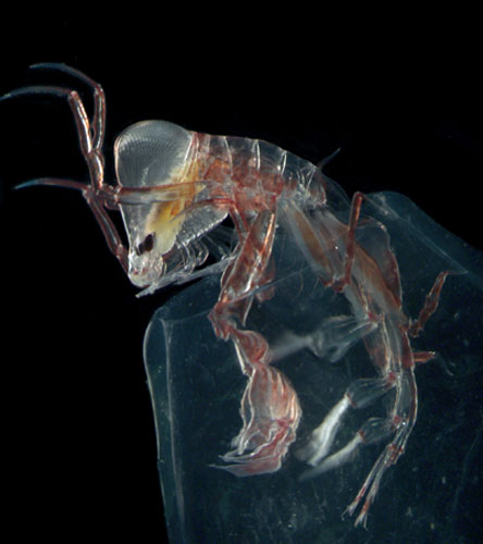 Aliens: Amphipod phronema