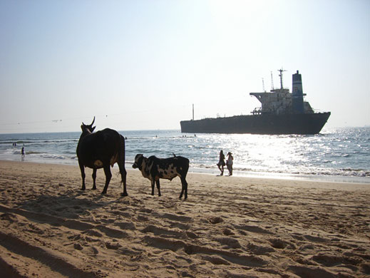 In Pictures: Freedom: Cows on beach